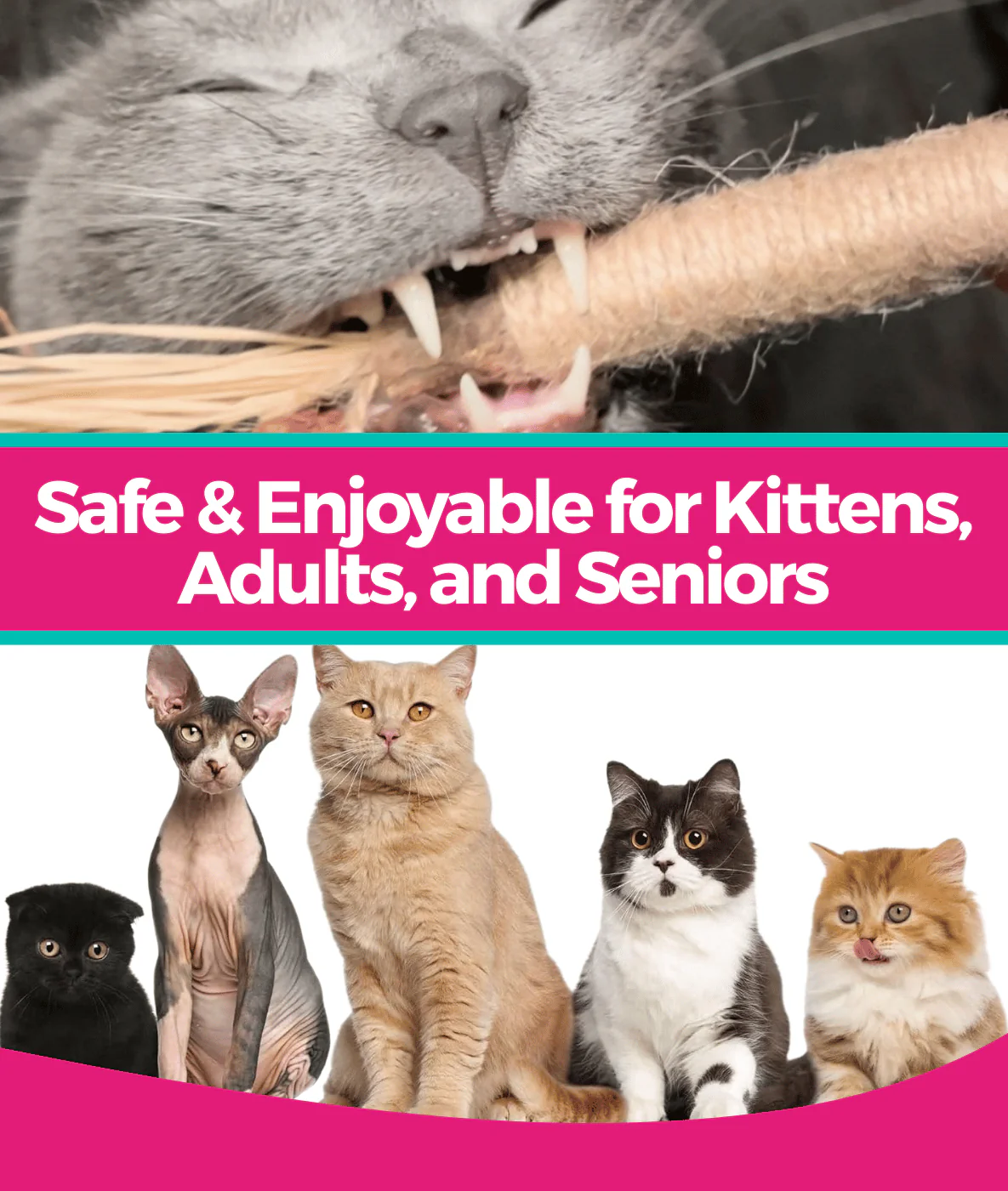 RYERCAT Silvervine Cat Dental Sticks - Image 6