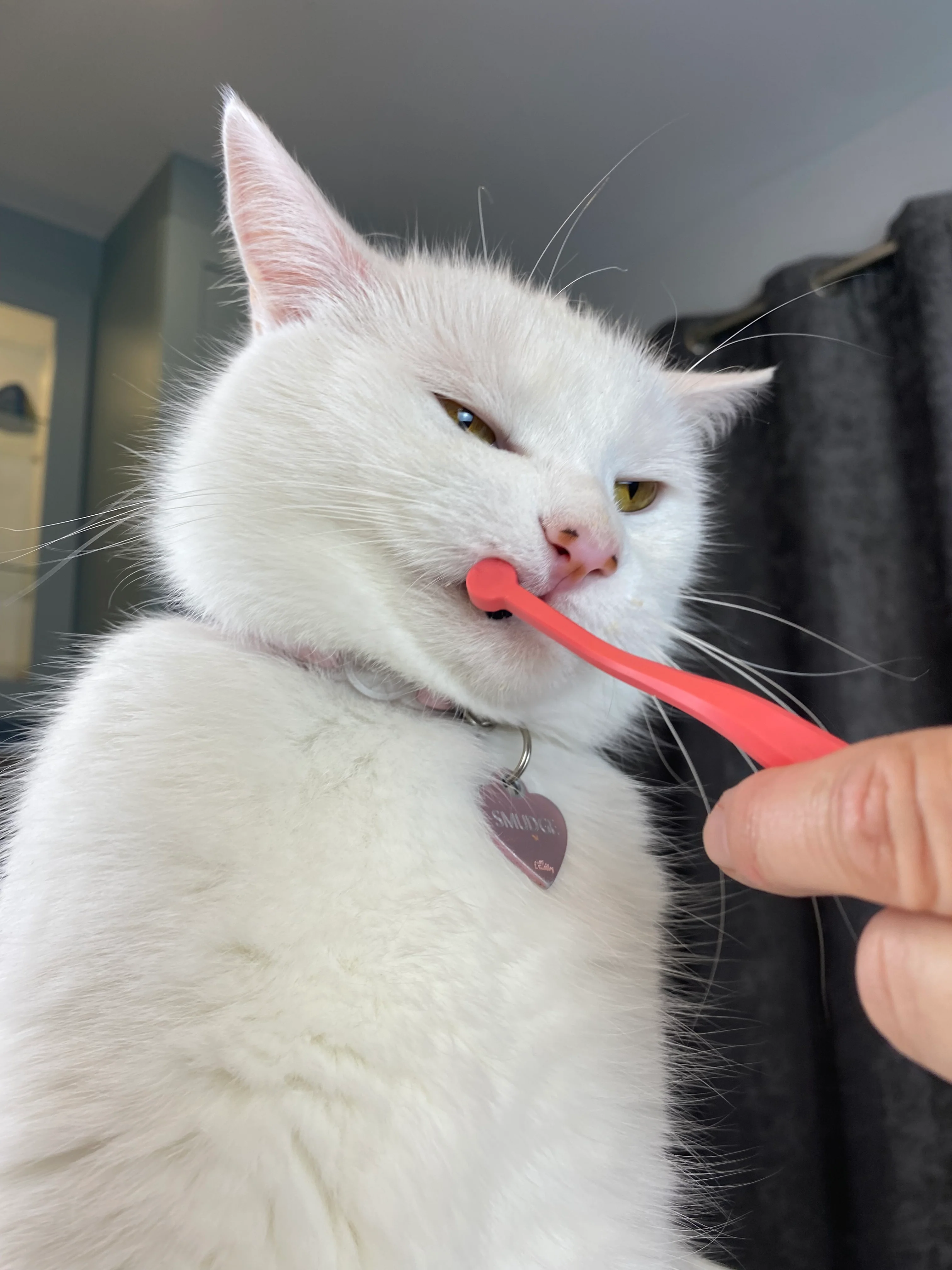 SMUDGELORD TOOTHBRUSH - Image 13