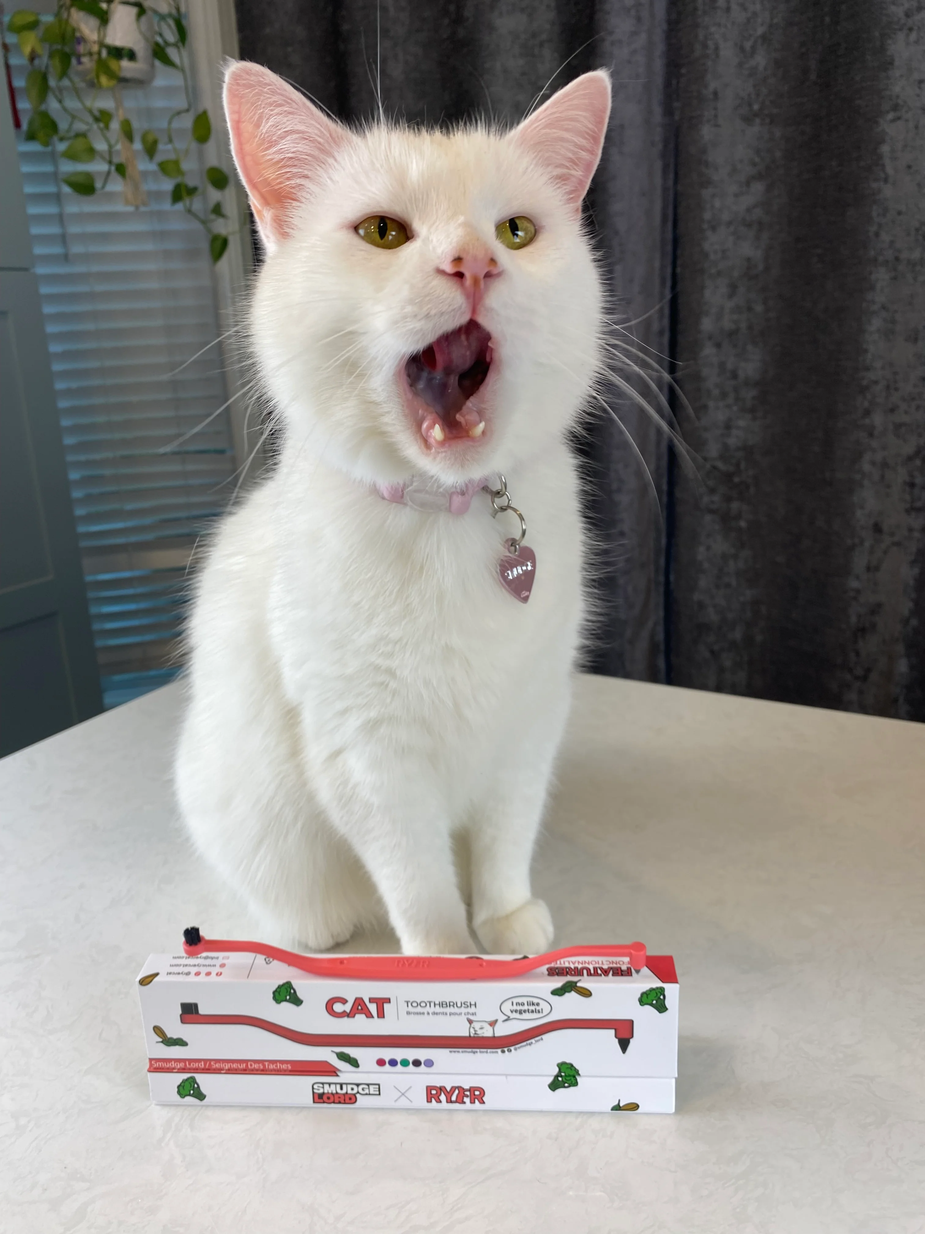 SMUDGELORD TOOTHBRUSH - Image 8